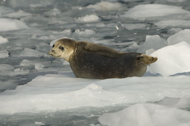 Image of common seal, harbour seal