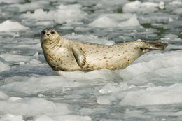 Image of common seal, harbour seal