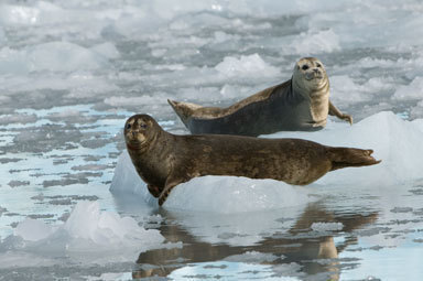 Image of common seal, harbour seal