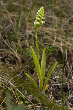 Image of hooded lady's tresses