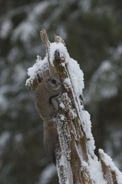 Image of Carolina Flying Squirrel