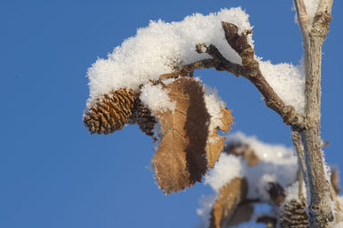 Image of Oregon Alder