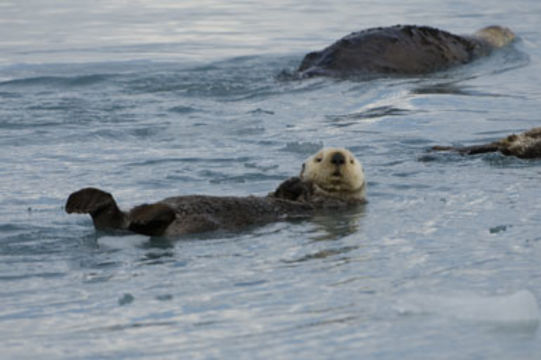 Image of Sea Otter