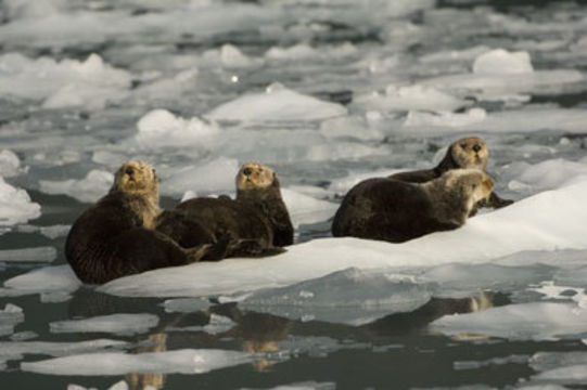 Image of Sea Otter