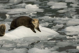 Image of Sea Otter