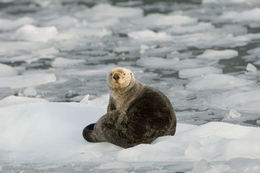 Image of Sea Otter
