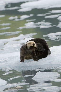 Image of Sea Otter