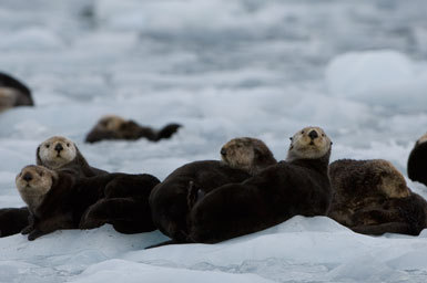 Image of Sea Otter