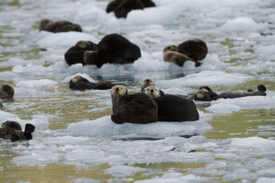 Image of Sea Otter