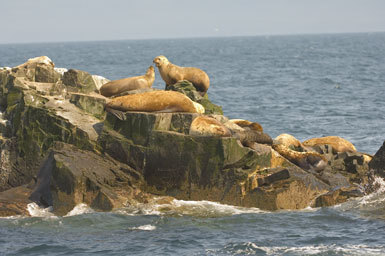 Image of Northern Sea Lion