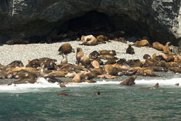 Image of Northern Sea Lion