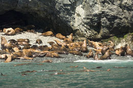 Image of Northern Sea Lion