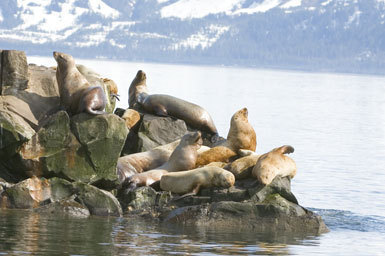 Image of Northern Sea Lion