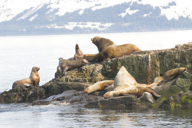 Image of Northern Sea Lion