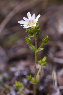 Image of Swamp Gentian