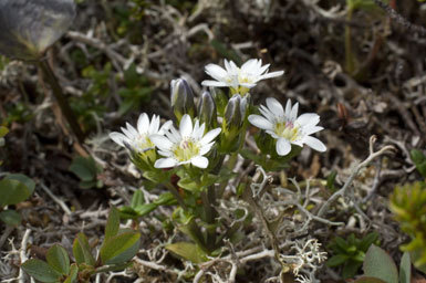 Image of Swamp Gentian