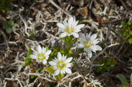 Image of Swamp Gentian