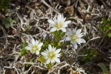 Image of Swamp Gentian