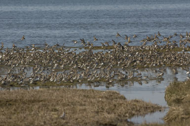 Image of Western Sandpiper