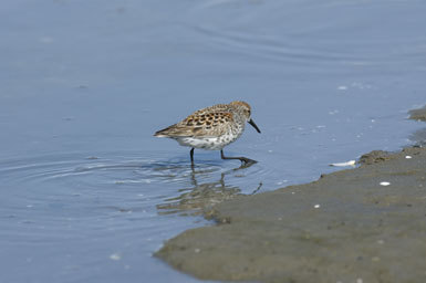 Image of Western Sandpiper