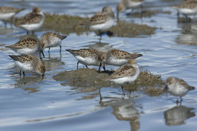 Image of Western Sandpiper