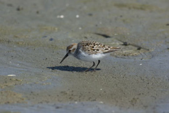 Image of Western Sandpiper