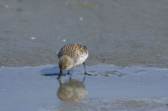 Image of Western Sandpiper