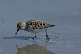 Image of Western Sandpiper