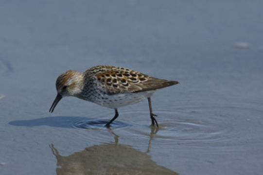 Image of Western Sandpiper