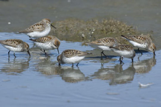 Image of Western Sandpiper