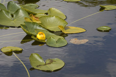 Image de Nuphar polysepalum Engelm.