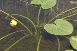 Image de Nuphar polysepalum Engelm.