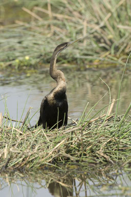 Image of African Darter