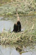 Image of African Darter