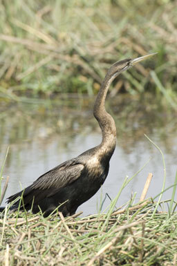 Image of African Darter