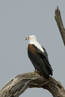 Image of African Fish Eagle