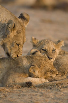 Image of African Lion