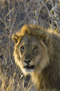 Image of African Lion