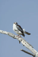 Image of African Pygmy-falcon