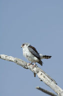 Image of African Pygmy-falcon