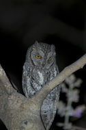 Image of African Scops Owl