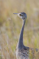 Image of Black-bellied Bustard