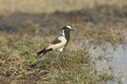 Image of Blacksmith Lapwing