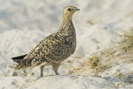 Image of Burchell's Sandgrouse