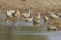 Image of Burchell's Sandgrouse