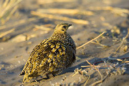 Image of Burchell's Sandgrouse