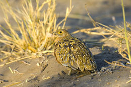 Image of Burchell's Sandgrouse