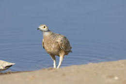 Image of Burchell's Sandgrouse