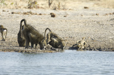 Image of Chacma Baboon