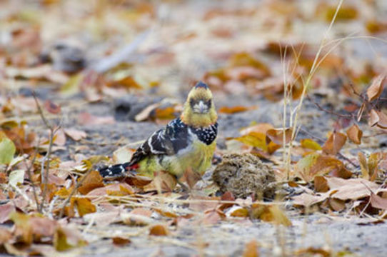 Image of Crested Barbet